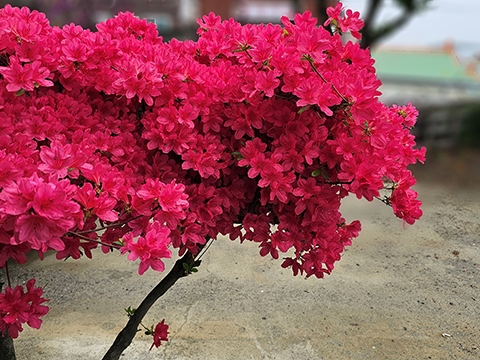 hb8082.jpg