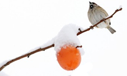 Cap 2026-02-15 22-08-39.jpg