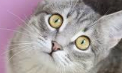 Cap 2025-03-19 21-57-01-016.jpg