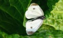 Cap 2026-02-17 22-50-58.jpg