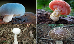 Cap 2025-12-16 22-44-56.jpg