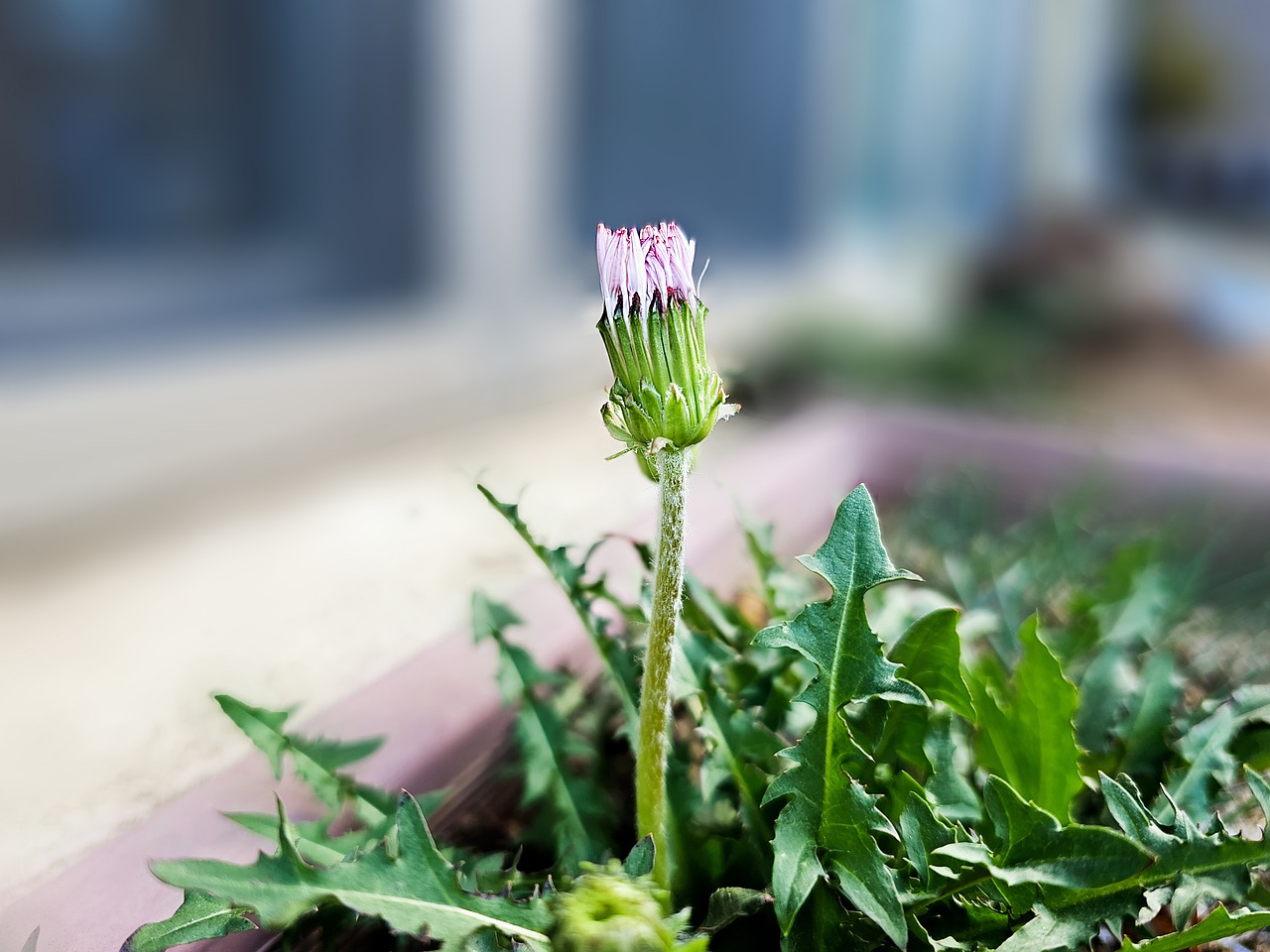 dandelion-7868354_1280.jpg