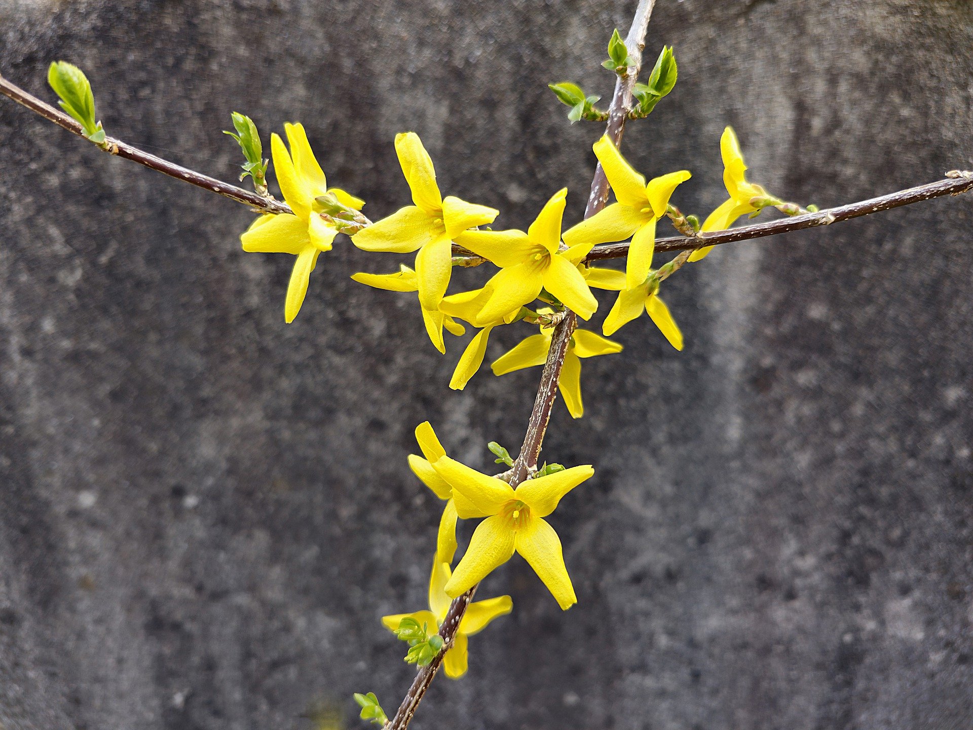 forsythia-7886491_1920.jpg