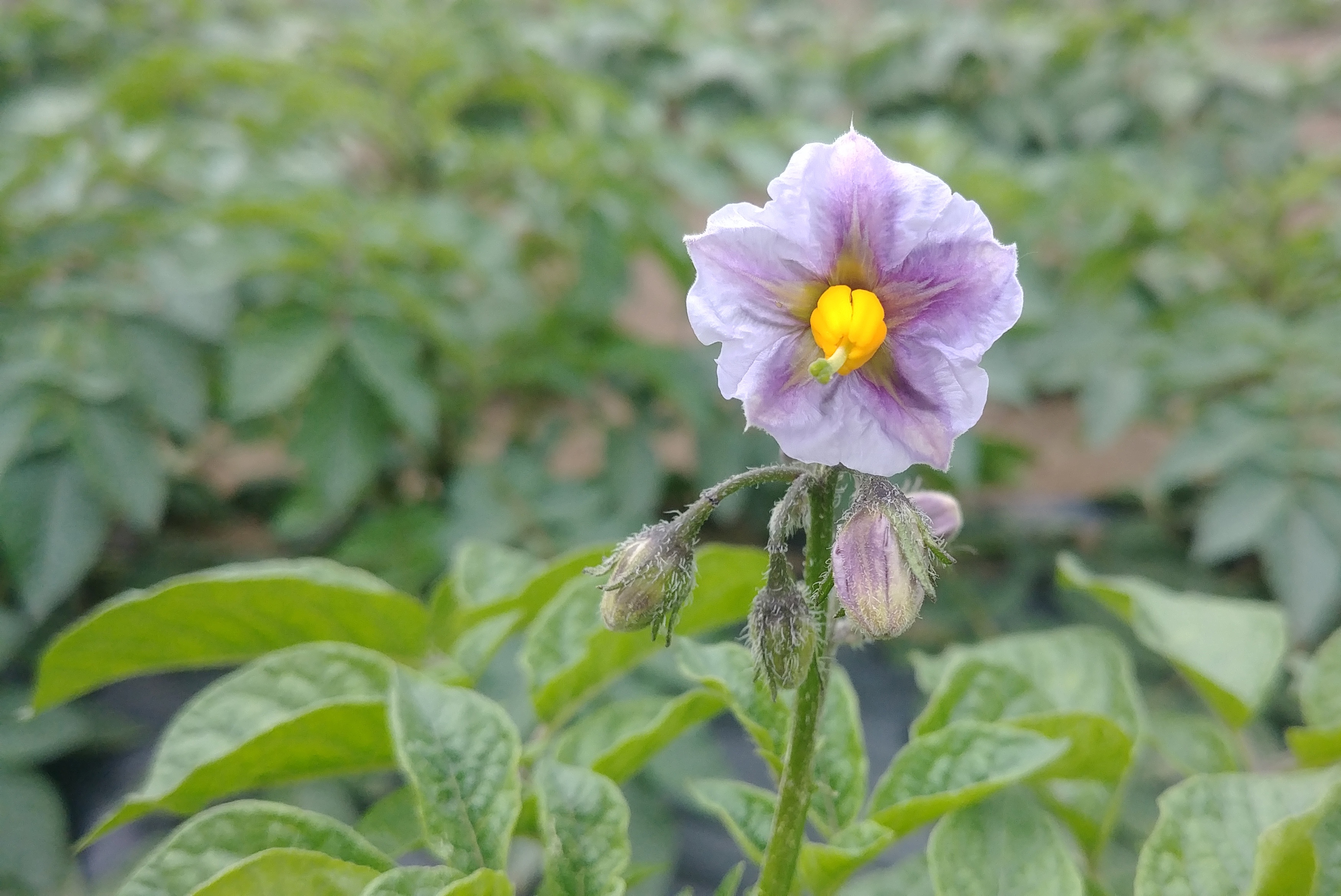 potato-flower-7169551.jpg