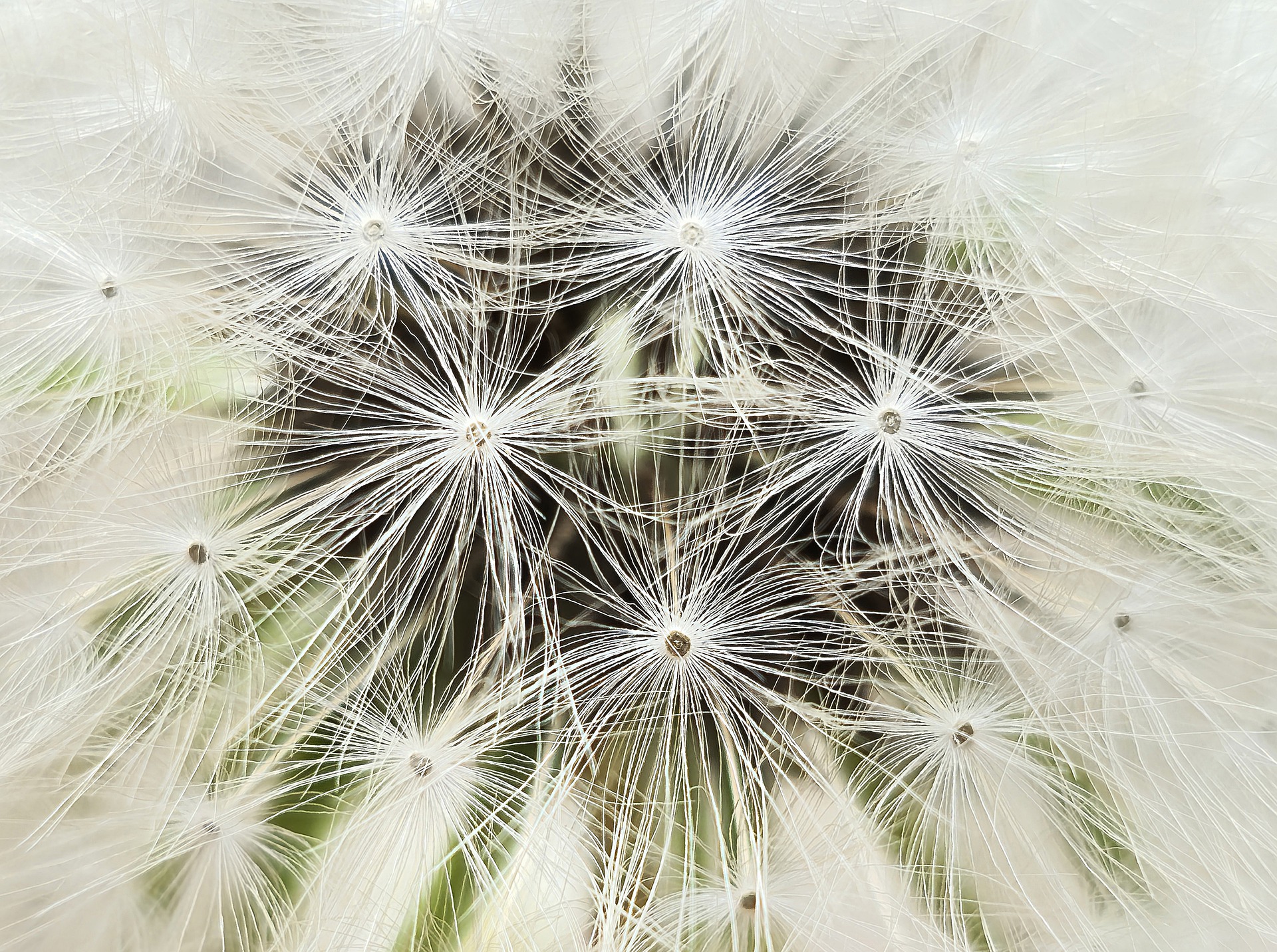 dandelion-7898432_1920.jpg