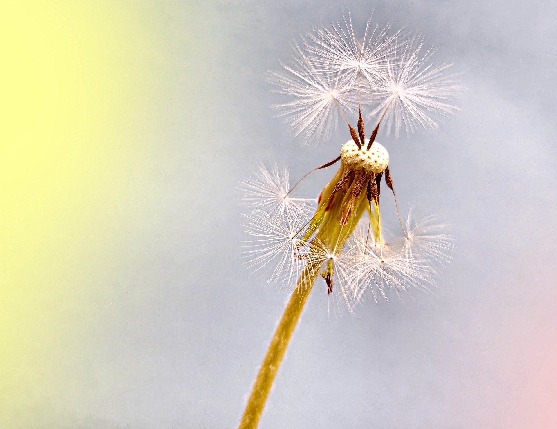 dandelion-7924043_1920.jpg