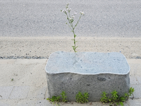 20250525-480.jpg