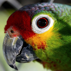 parrot-55293_960_720.jpg