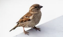 Cap 2020-07-13 21-07-48-201.jpg