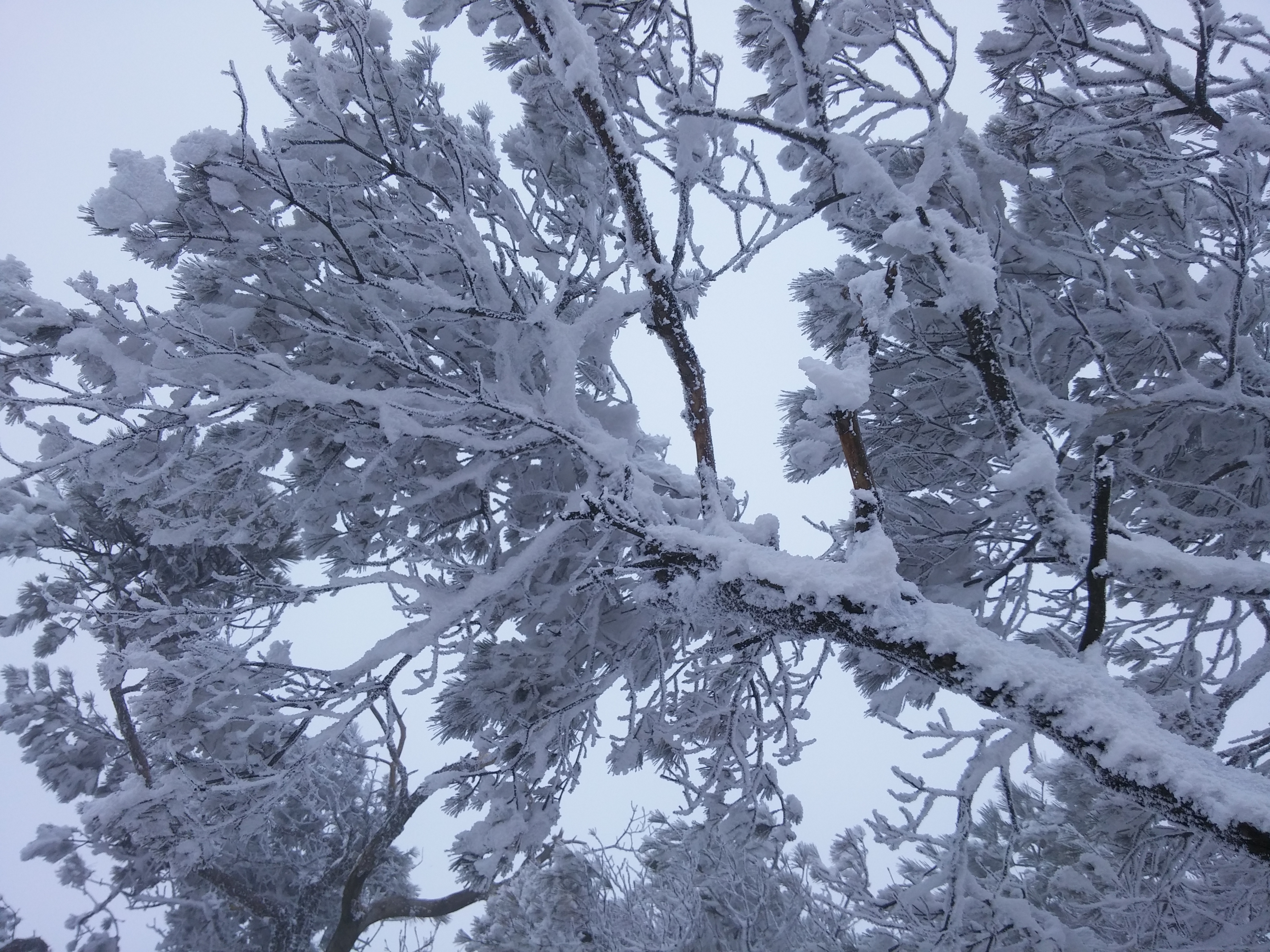 2016-01-26 12.27.42.jpg