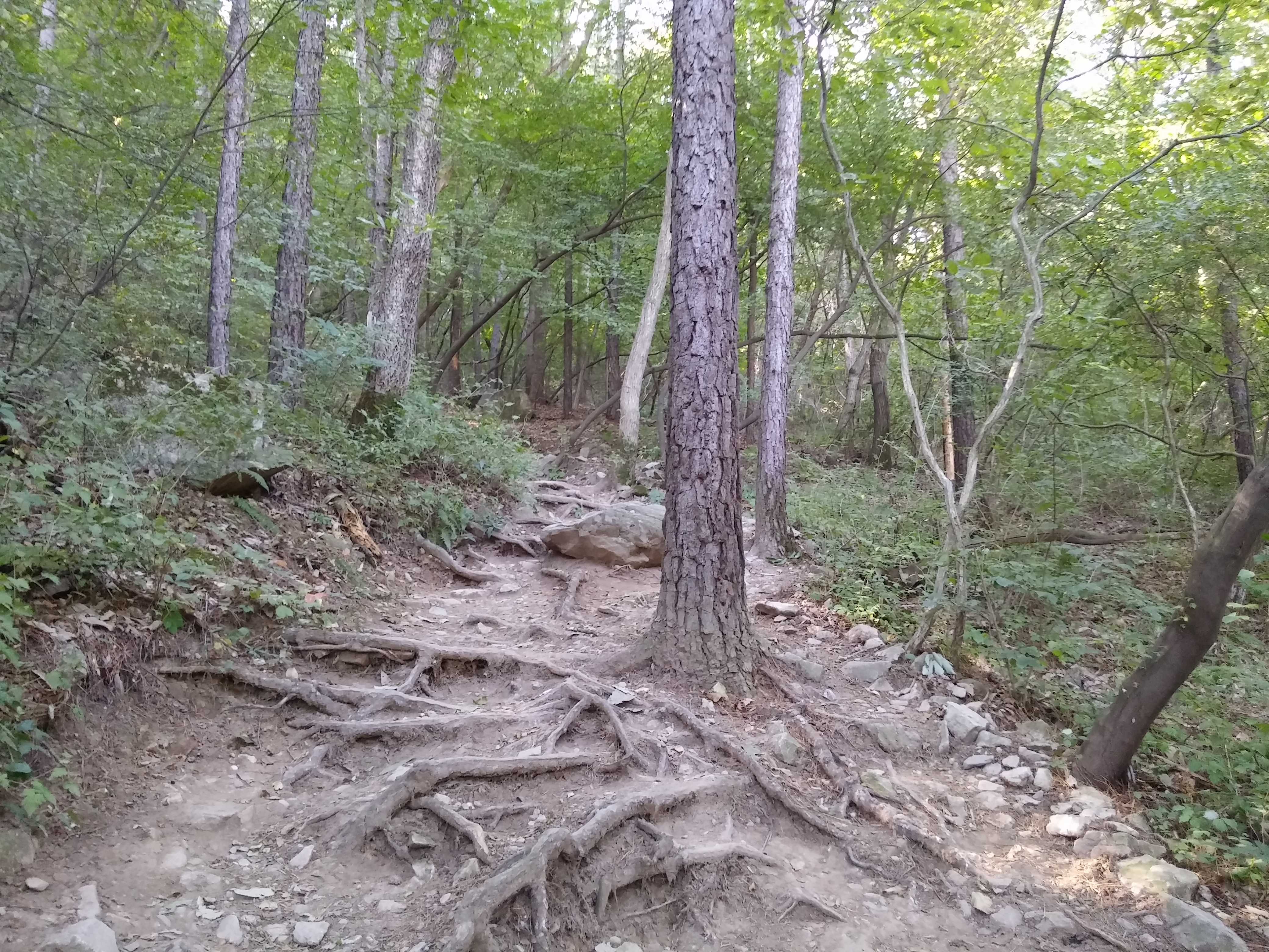 2015-09-10 09.36.24.jpg
