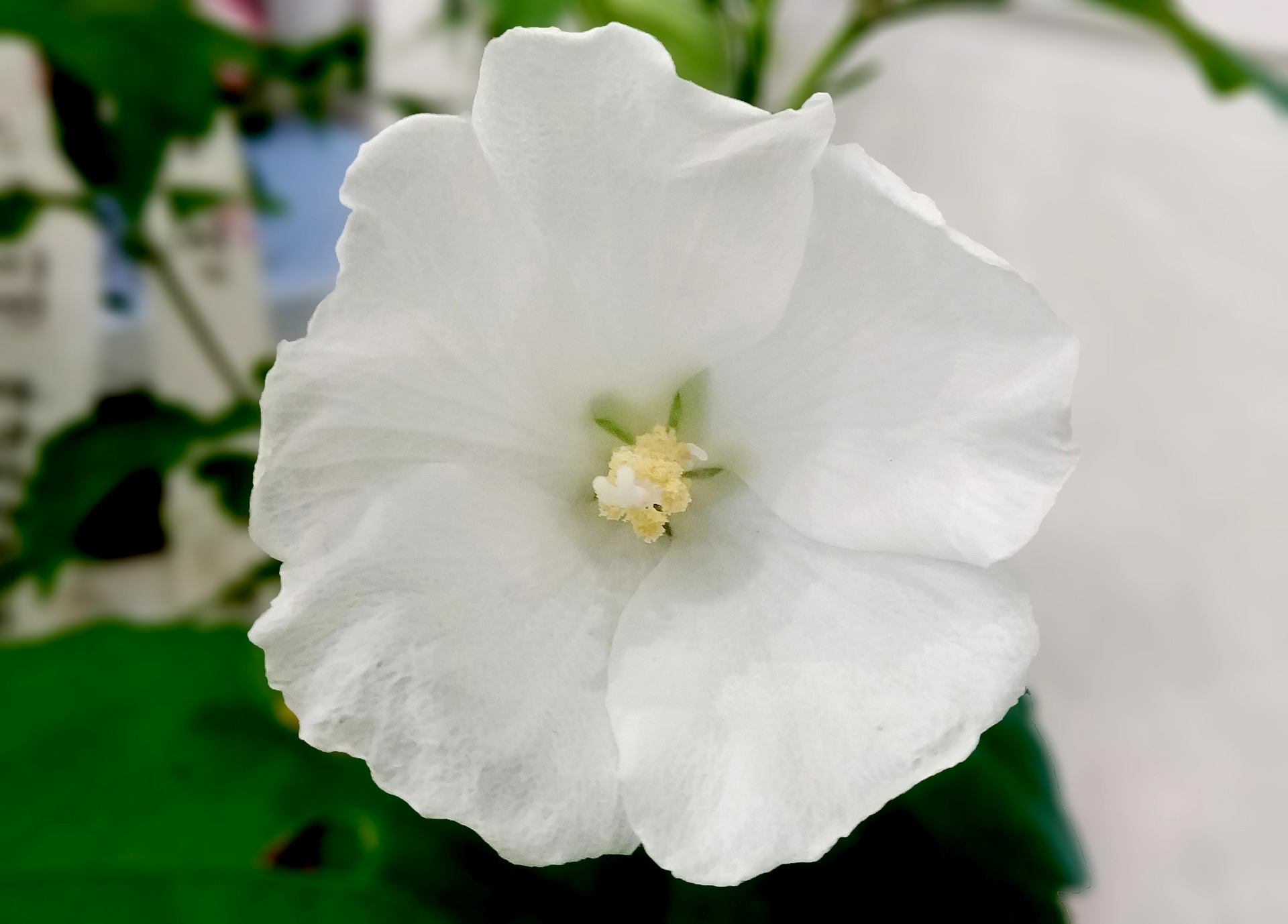 rose-of-sharon-3638828_1920.jpg
