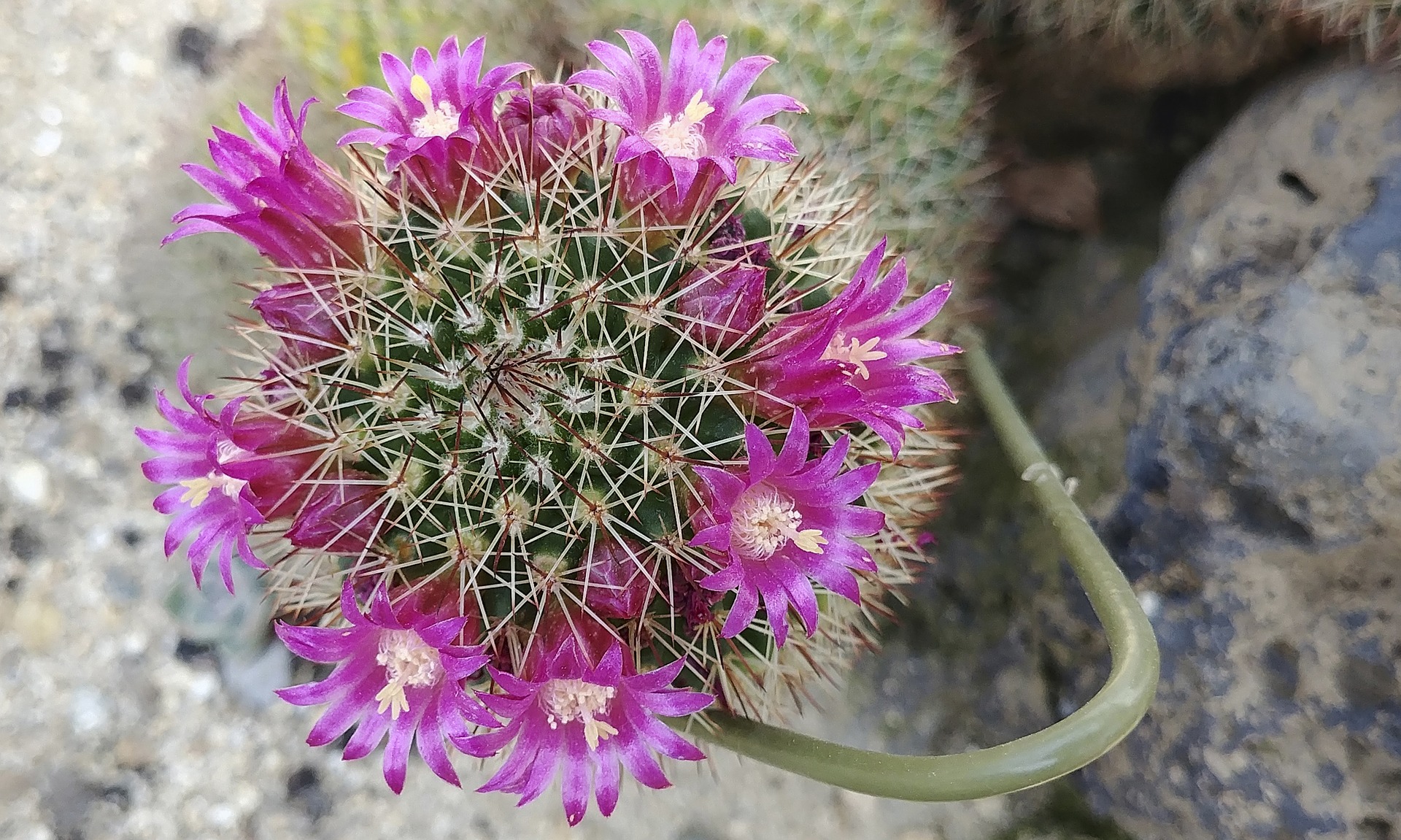 cactus-flower-3546779_1920.jpg