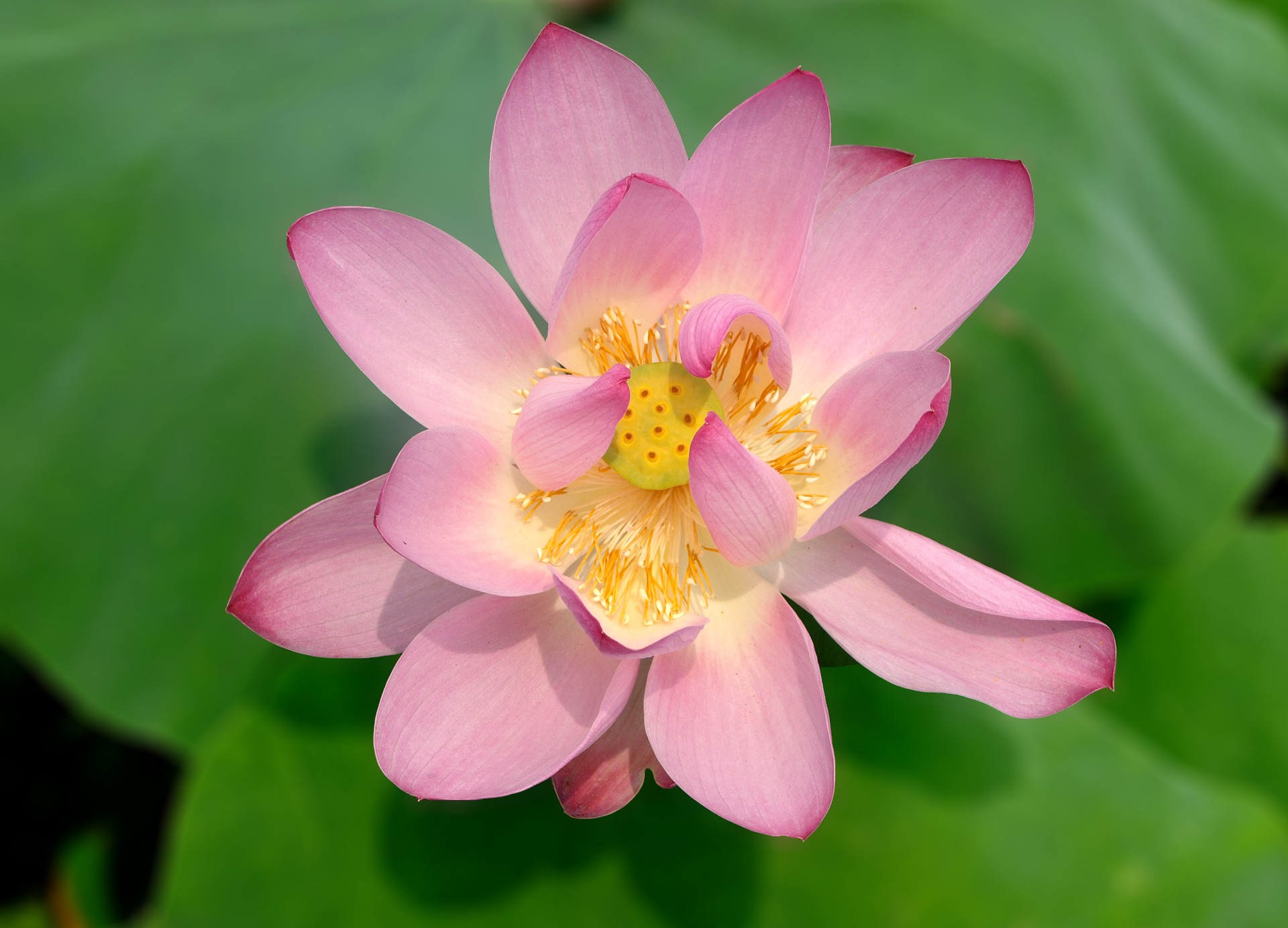 lotus-3686598_1920.jpg