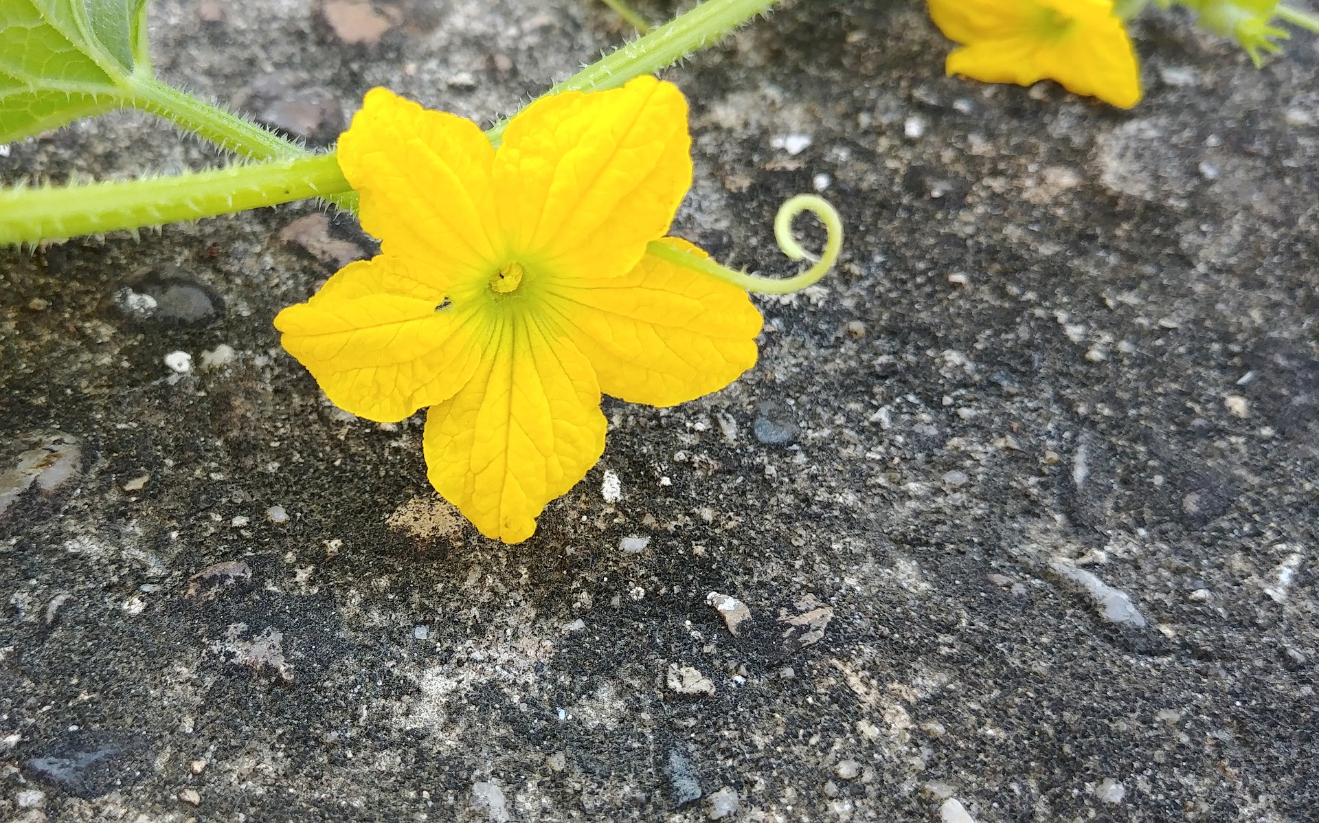 melon-flower-3591099_1920.jpg