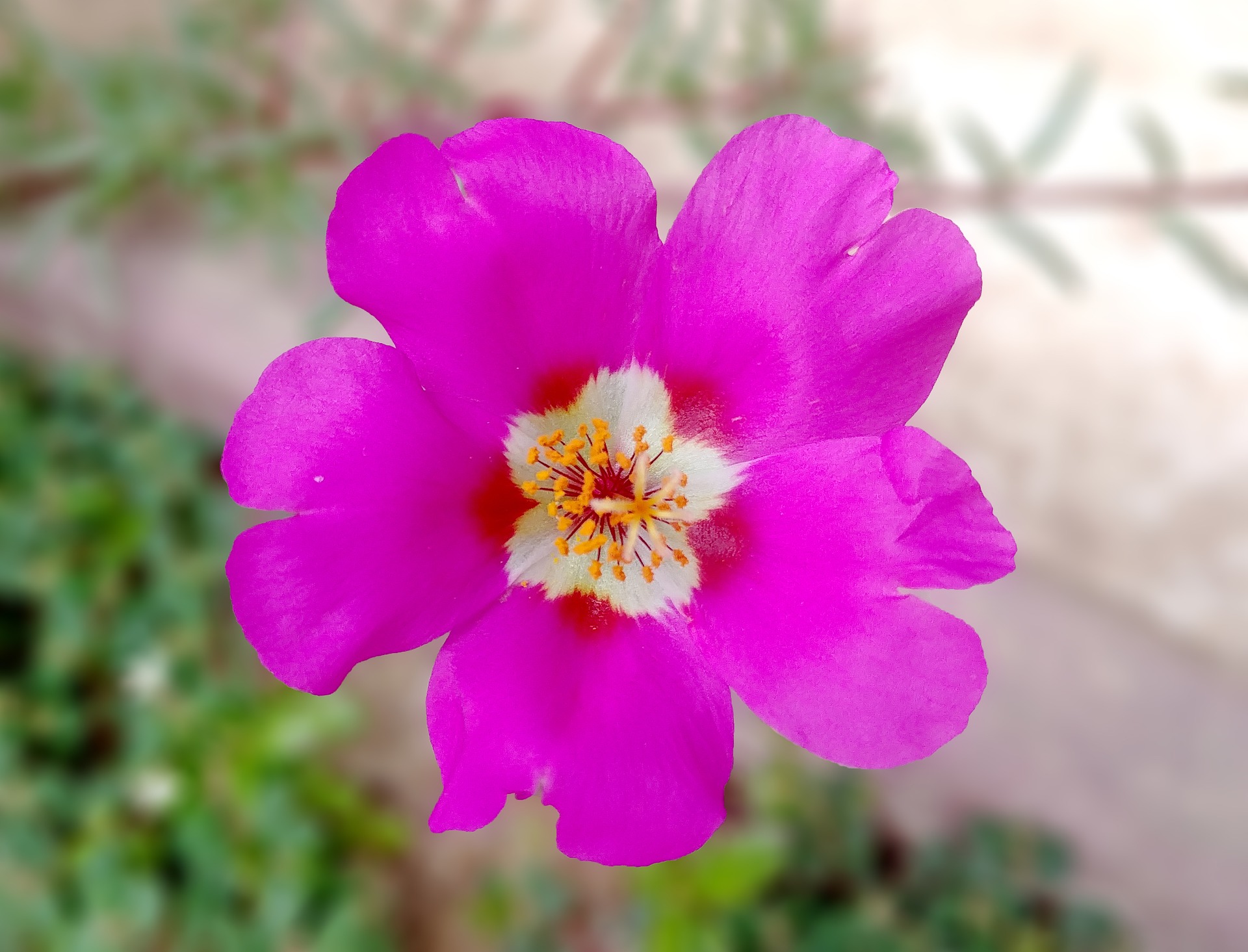 portulaca-grandiflora-3687966_1920.jpg