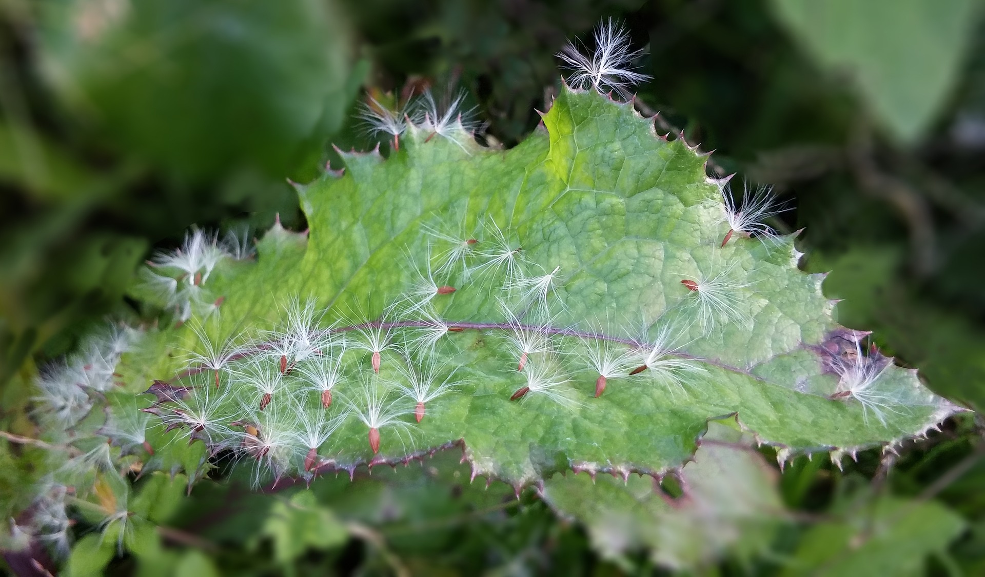 dandelion-3623037_1920.jpg