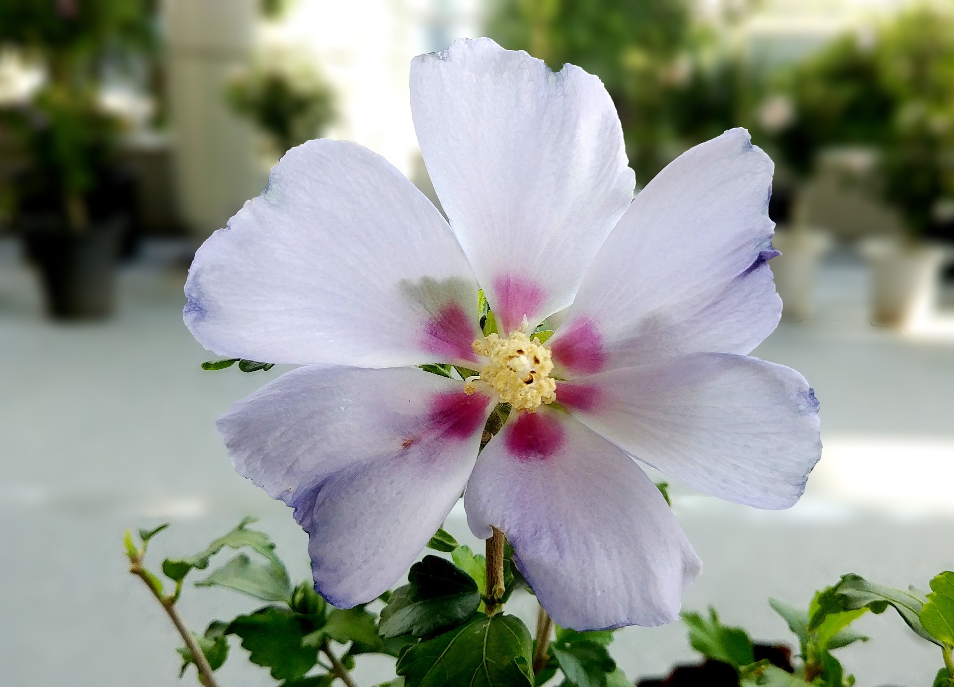 rose-of-sharon-3628249_1920.jpg