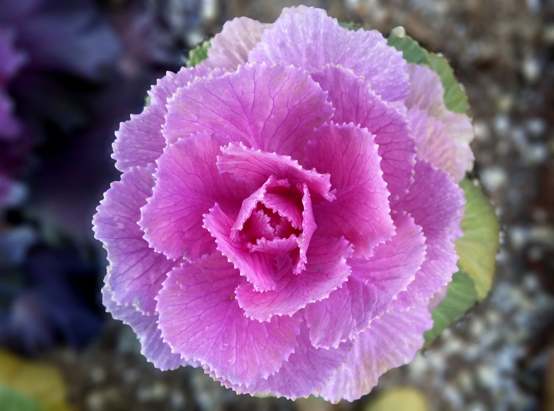 flowering-cabbage-3597939_1920.jpg