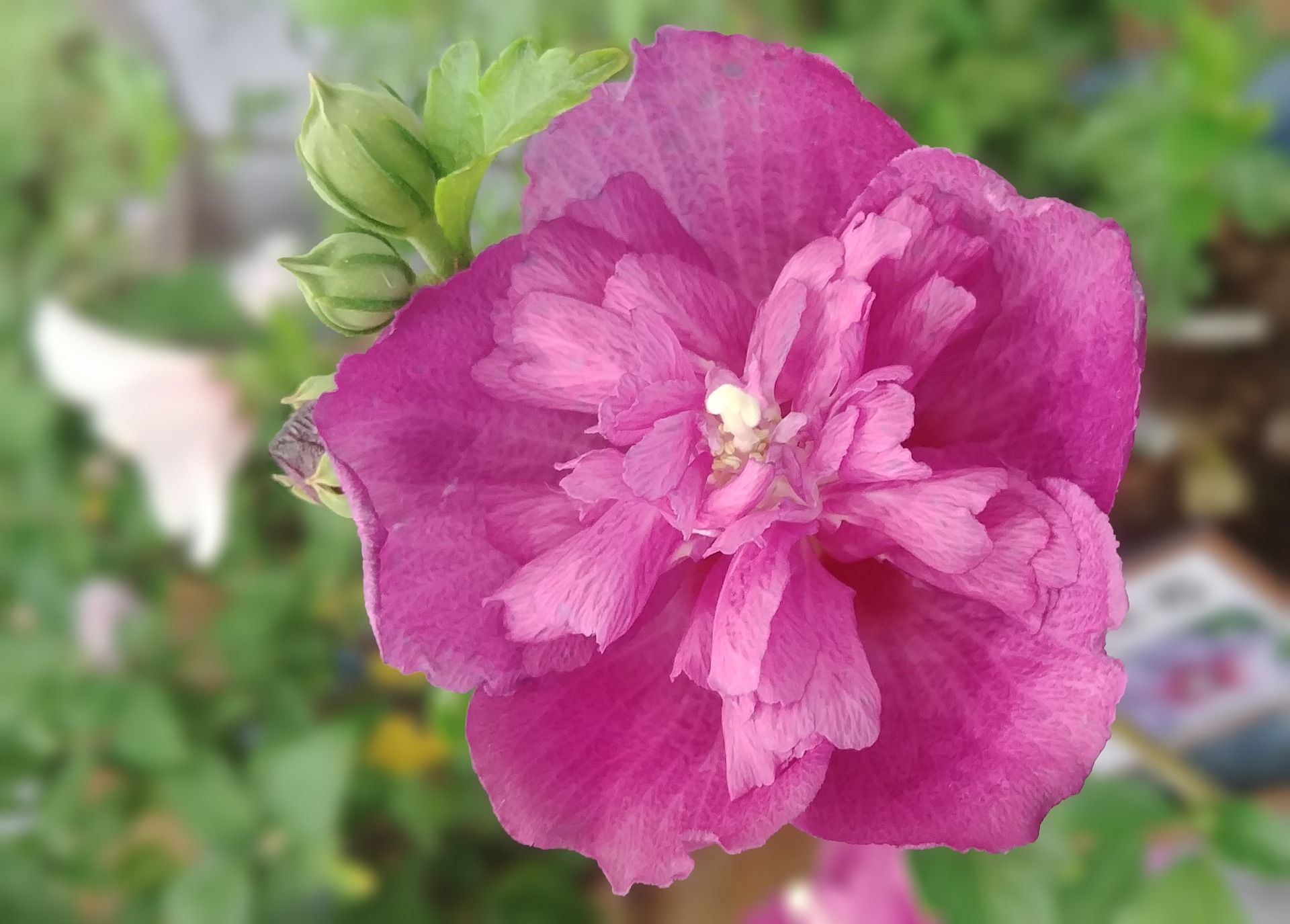 rose-of-sharon-3629281_1920.jpg