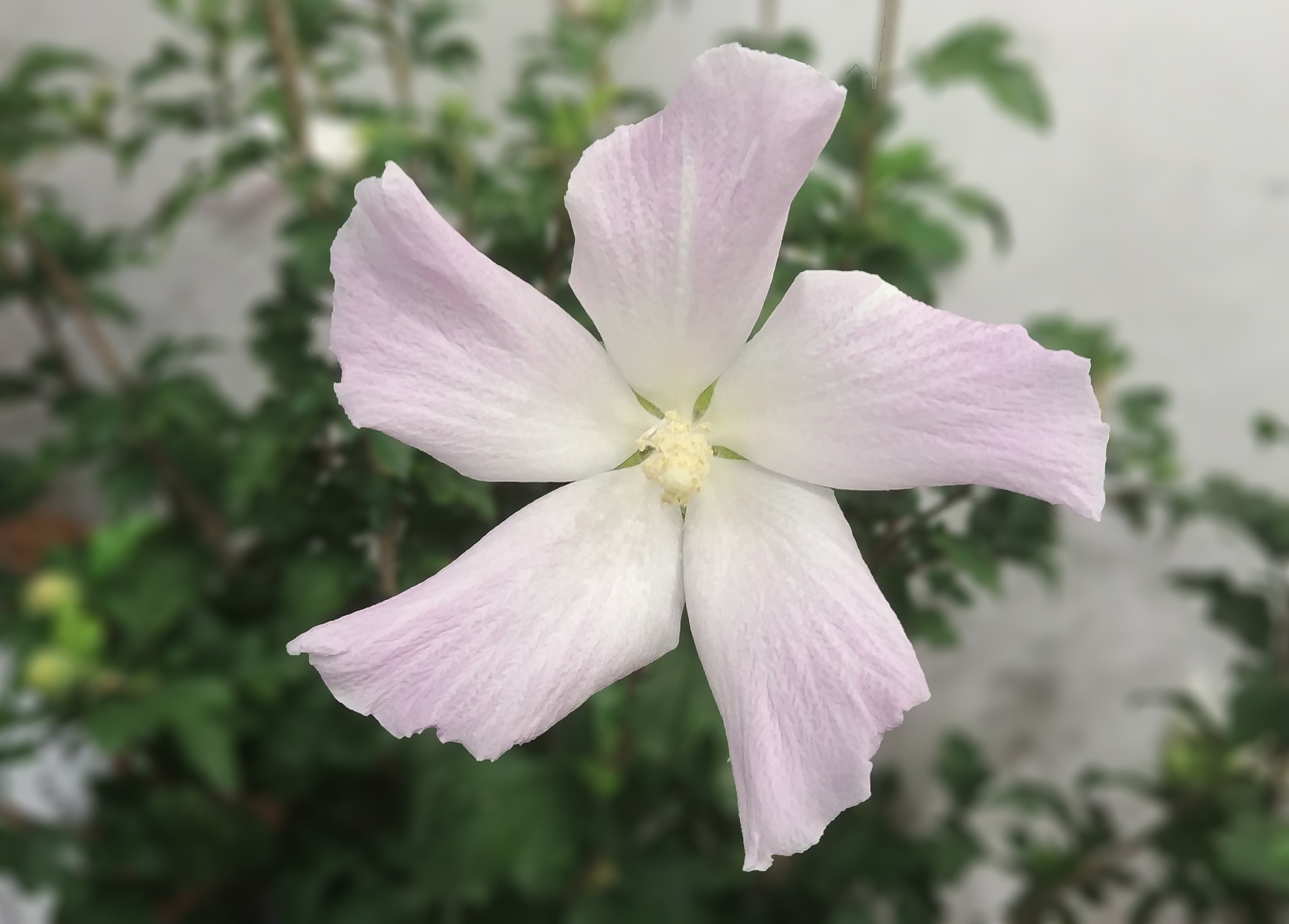 rose-of-sharon-3629294_1920.jpg