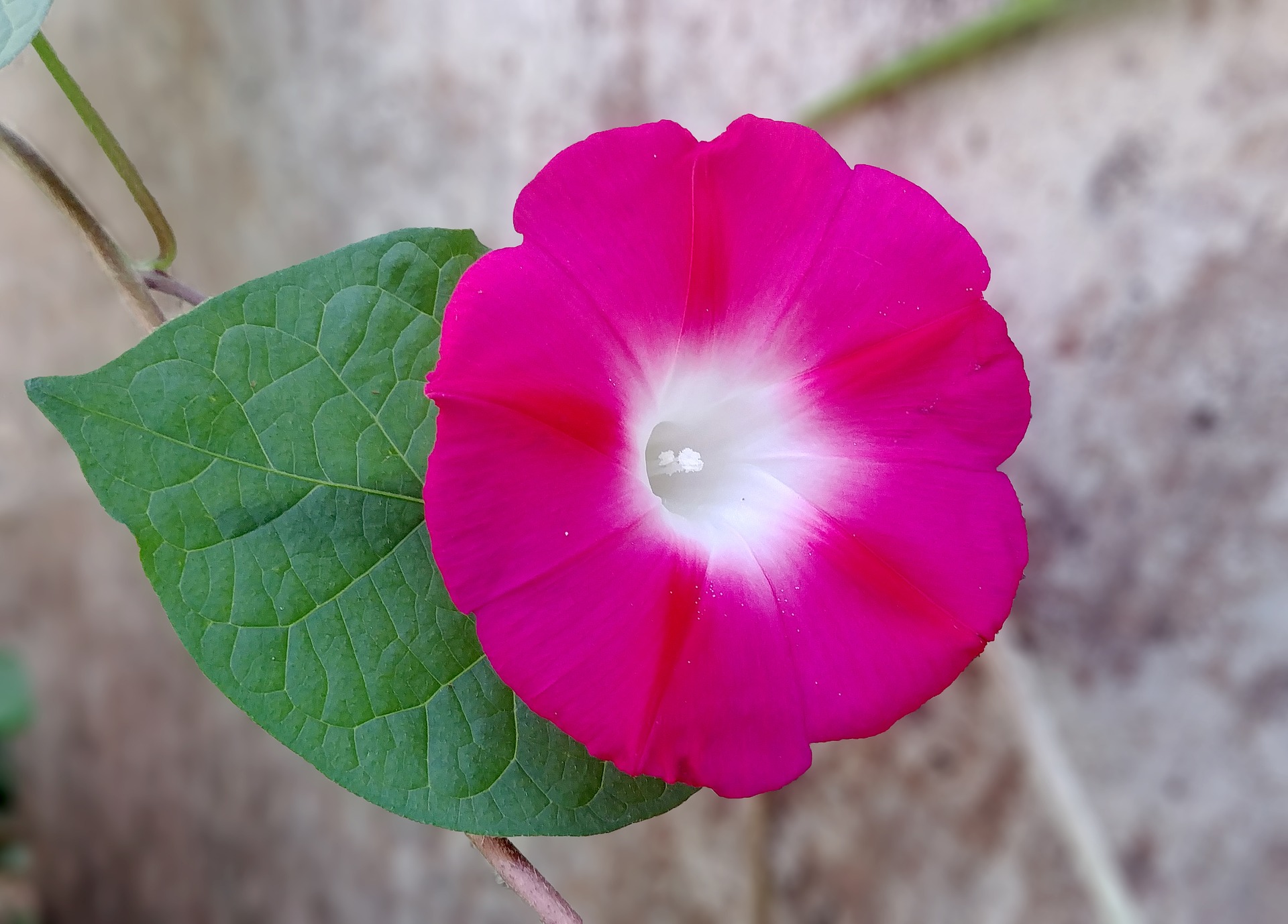 morning-glory-3720779_1920.jpg