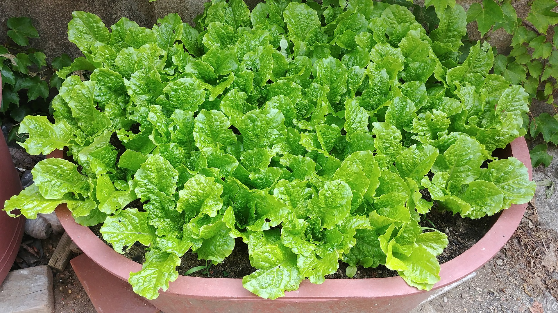 lettuce-3560846_1920.jpg