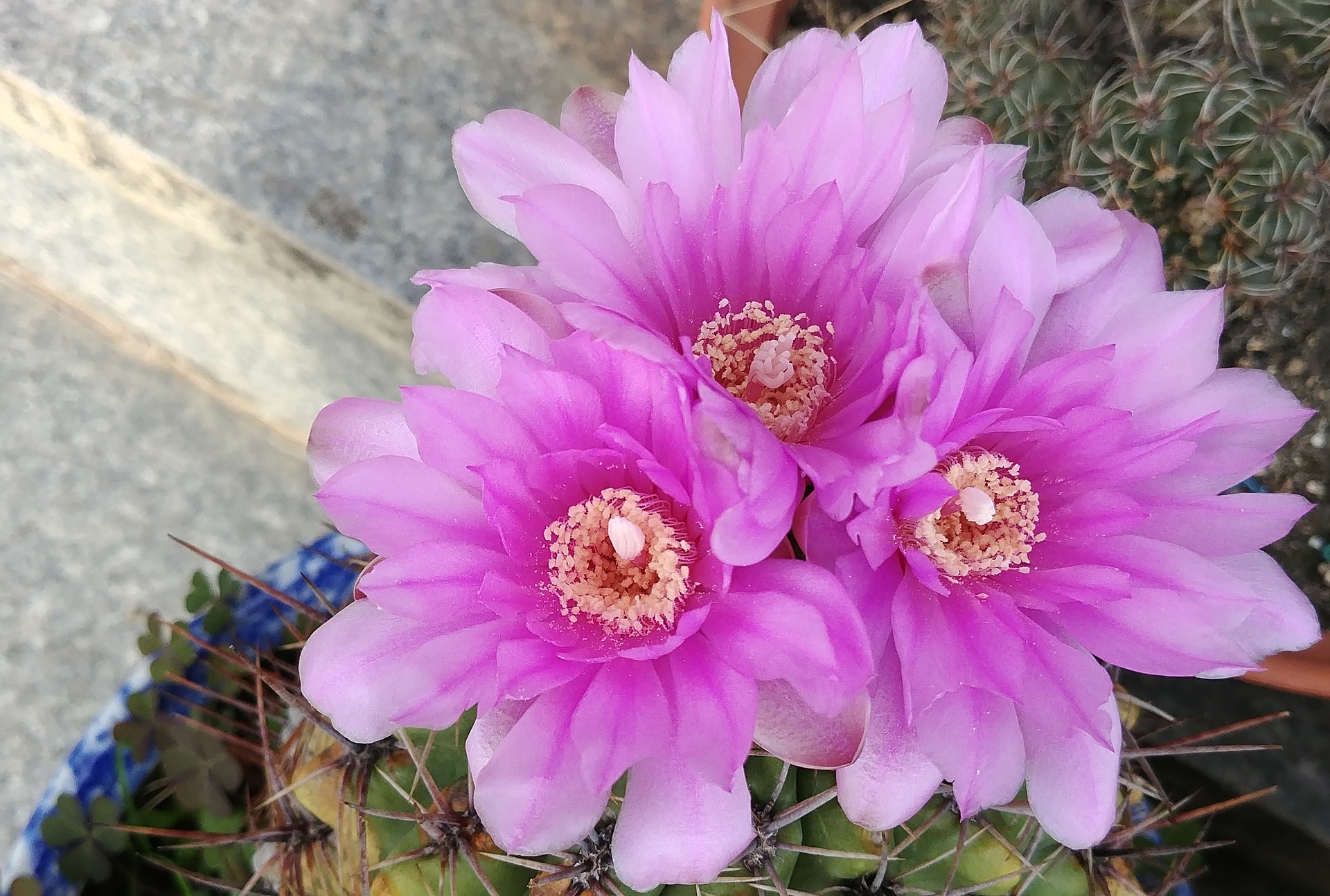 cactus-flower-3562683_1920.jpg