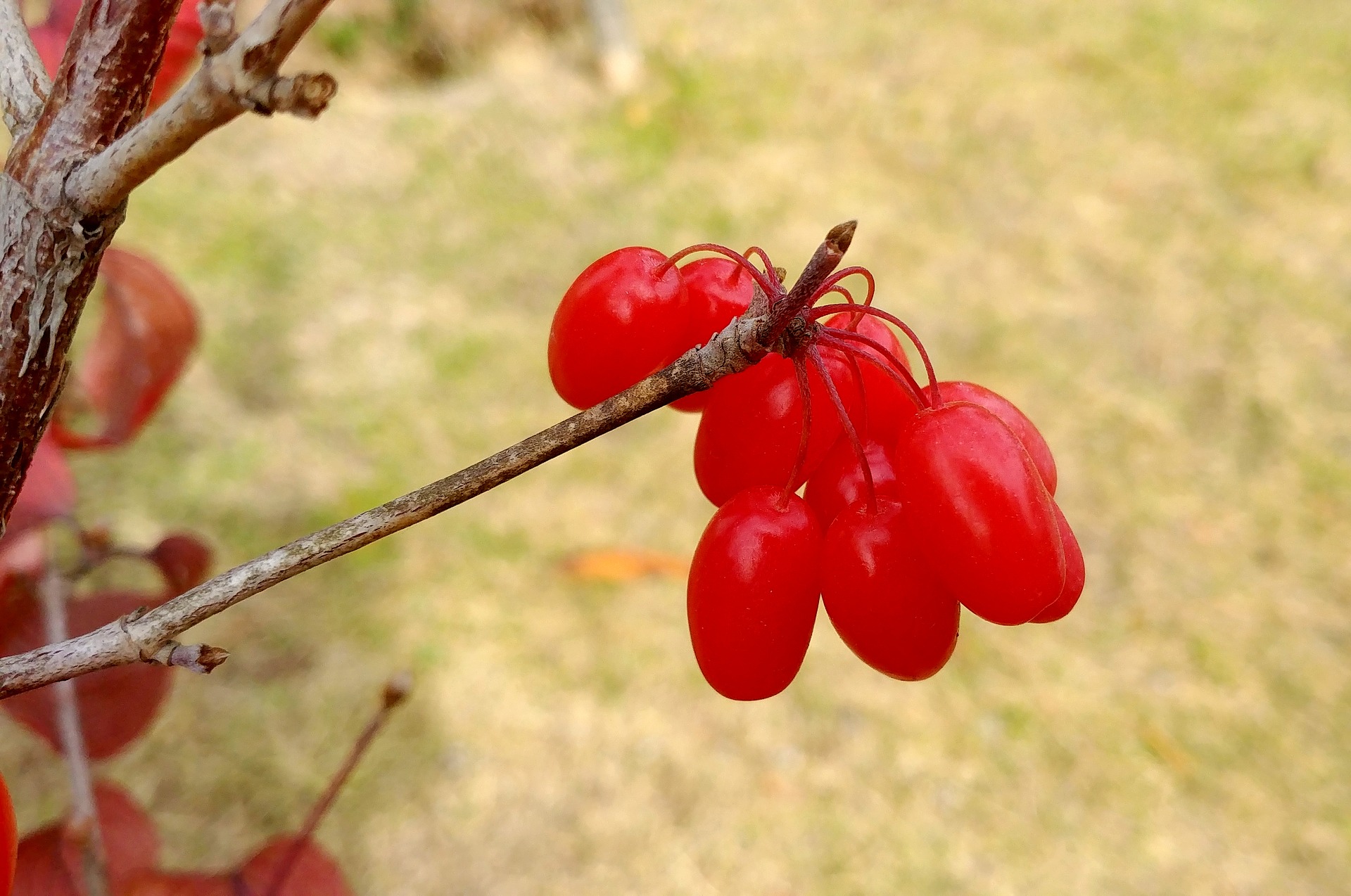 schisandra-3765144_1920.jpg