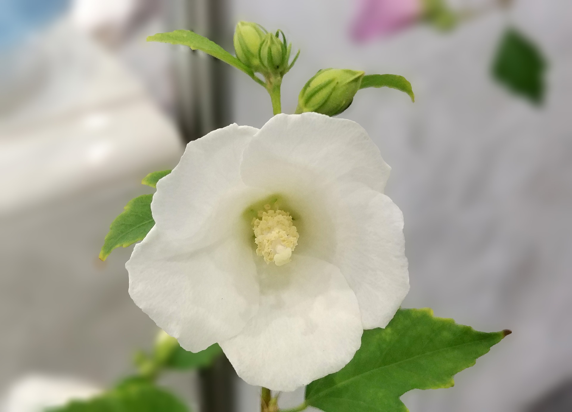 rose-of-sharon-3631290_1920.jpg