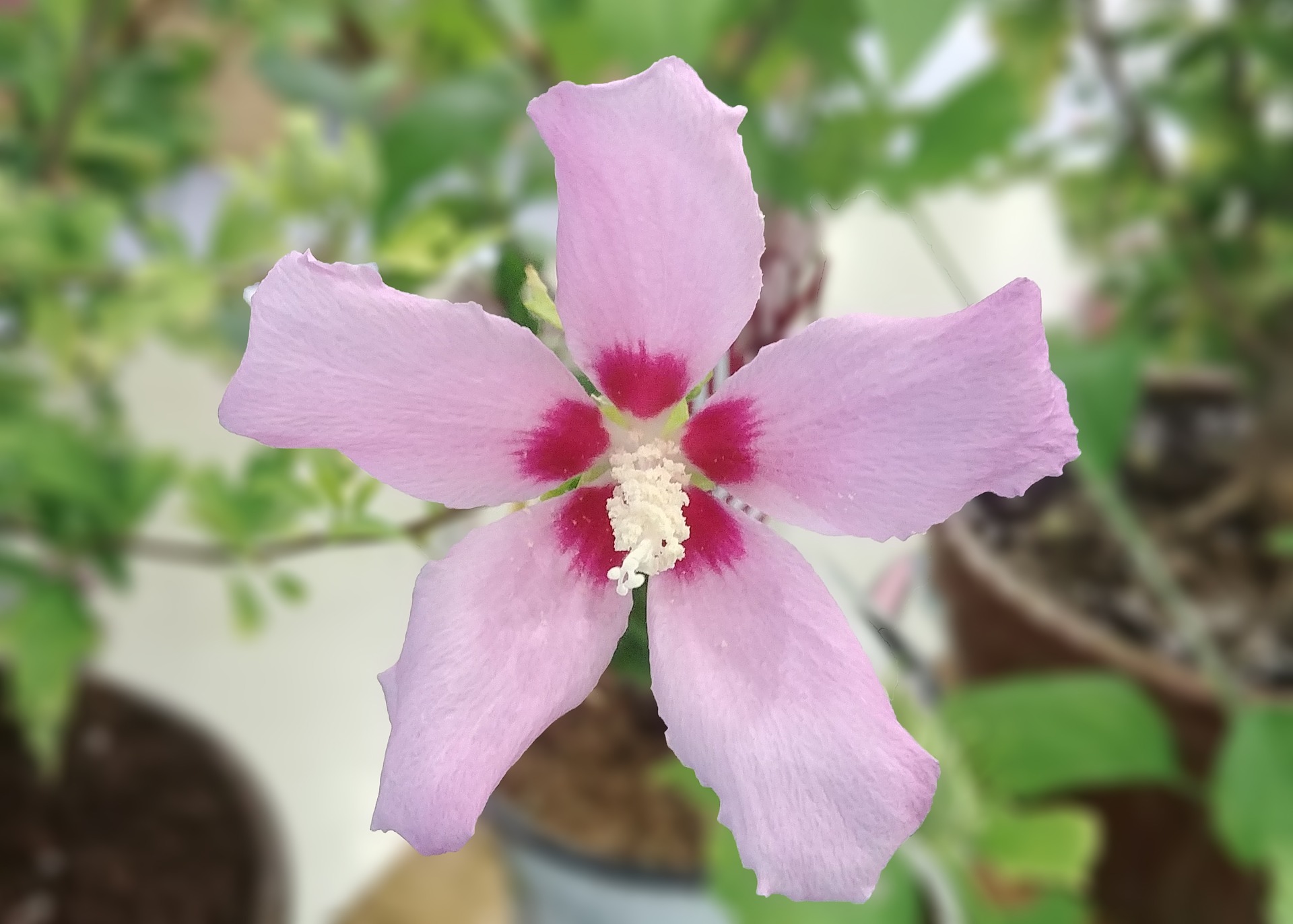 rose-of-sharon-3633623_1920.jpg