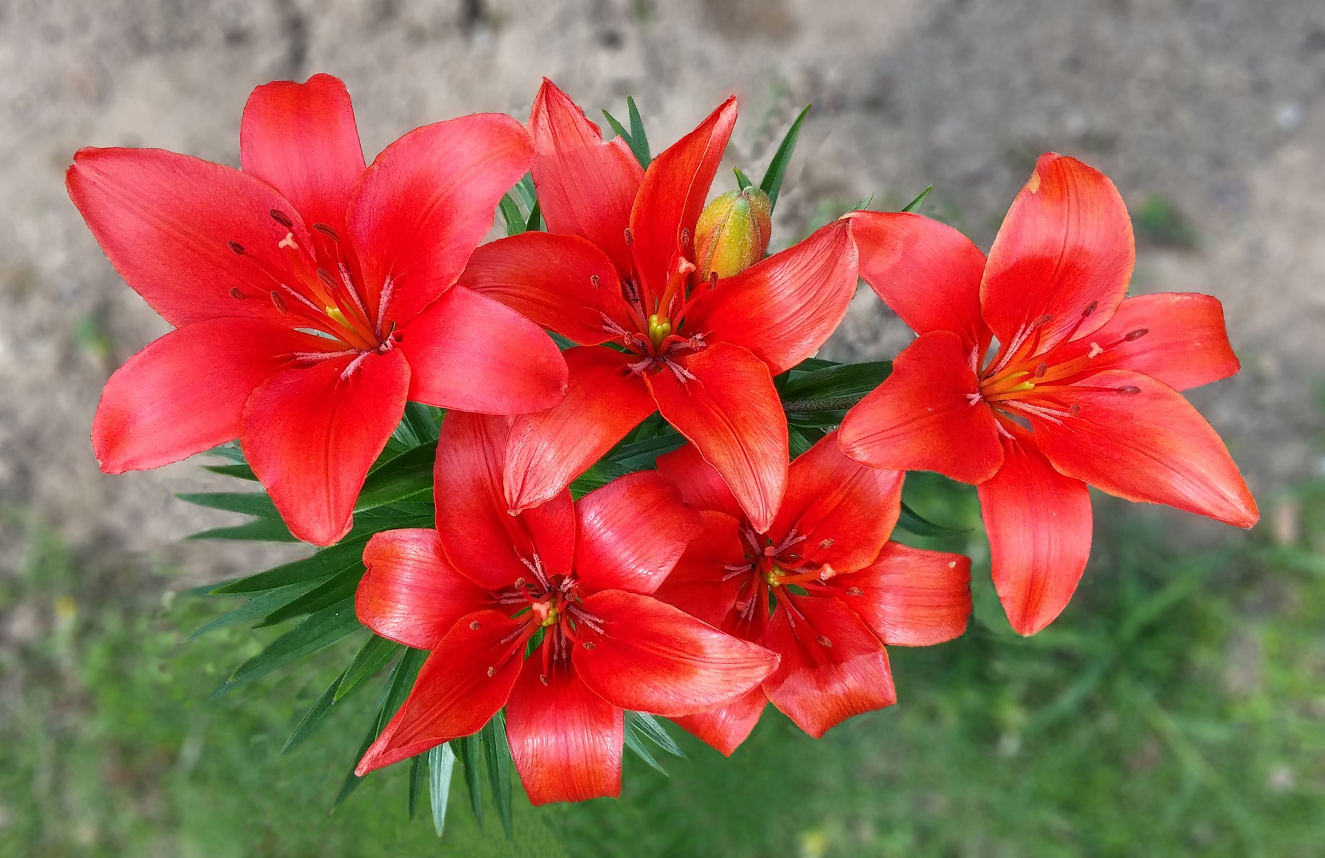 red-lily-3608508_1920.jpg