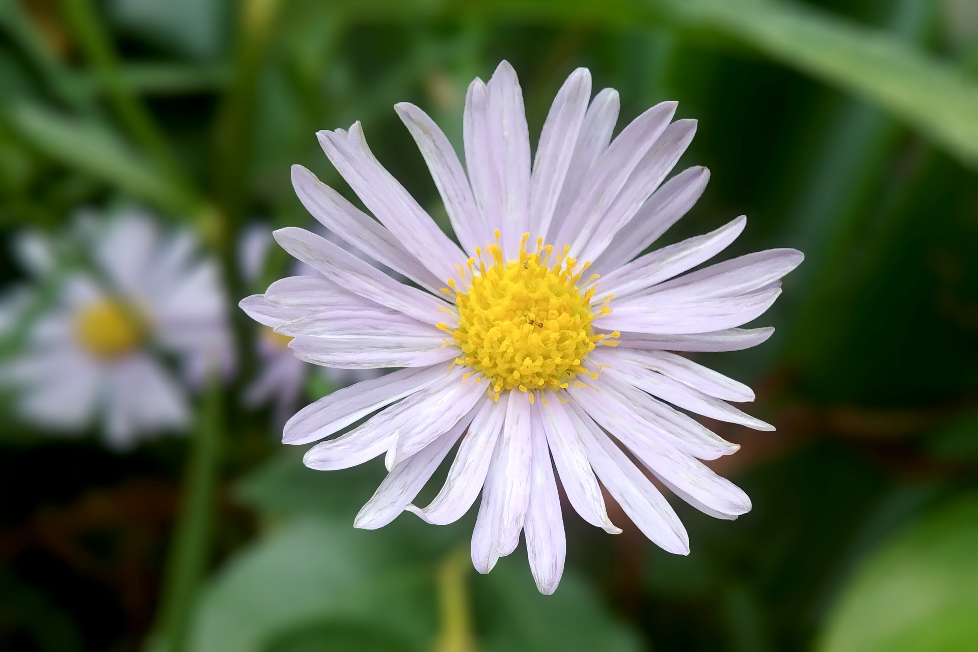 michaelmas-daisy-3673869_1920.jpg