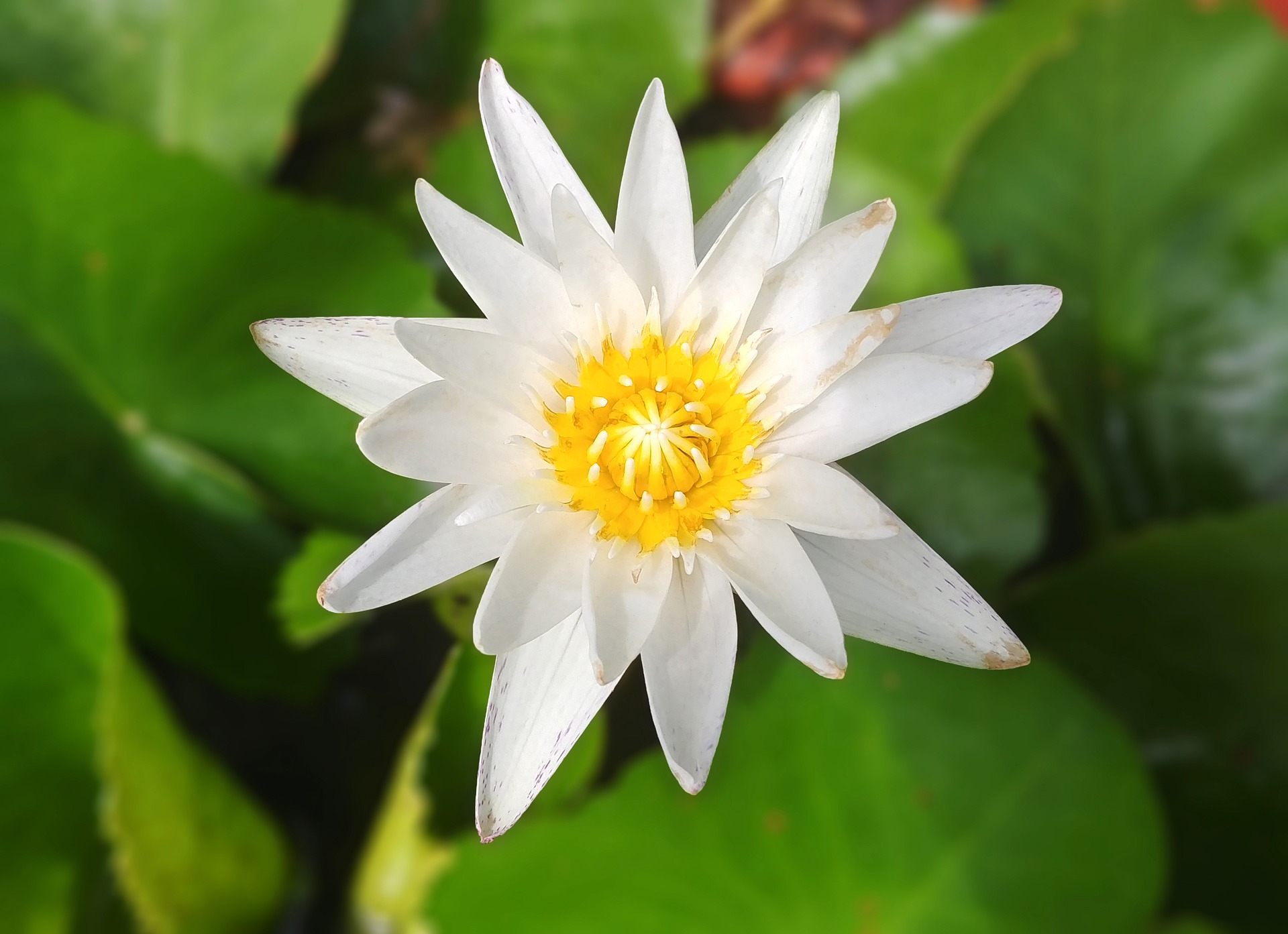 white-water-lilies-3616736_1920.jpg