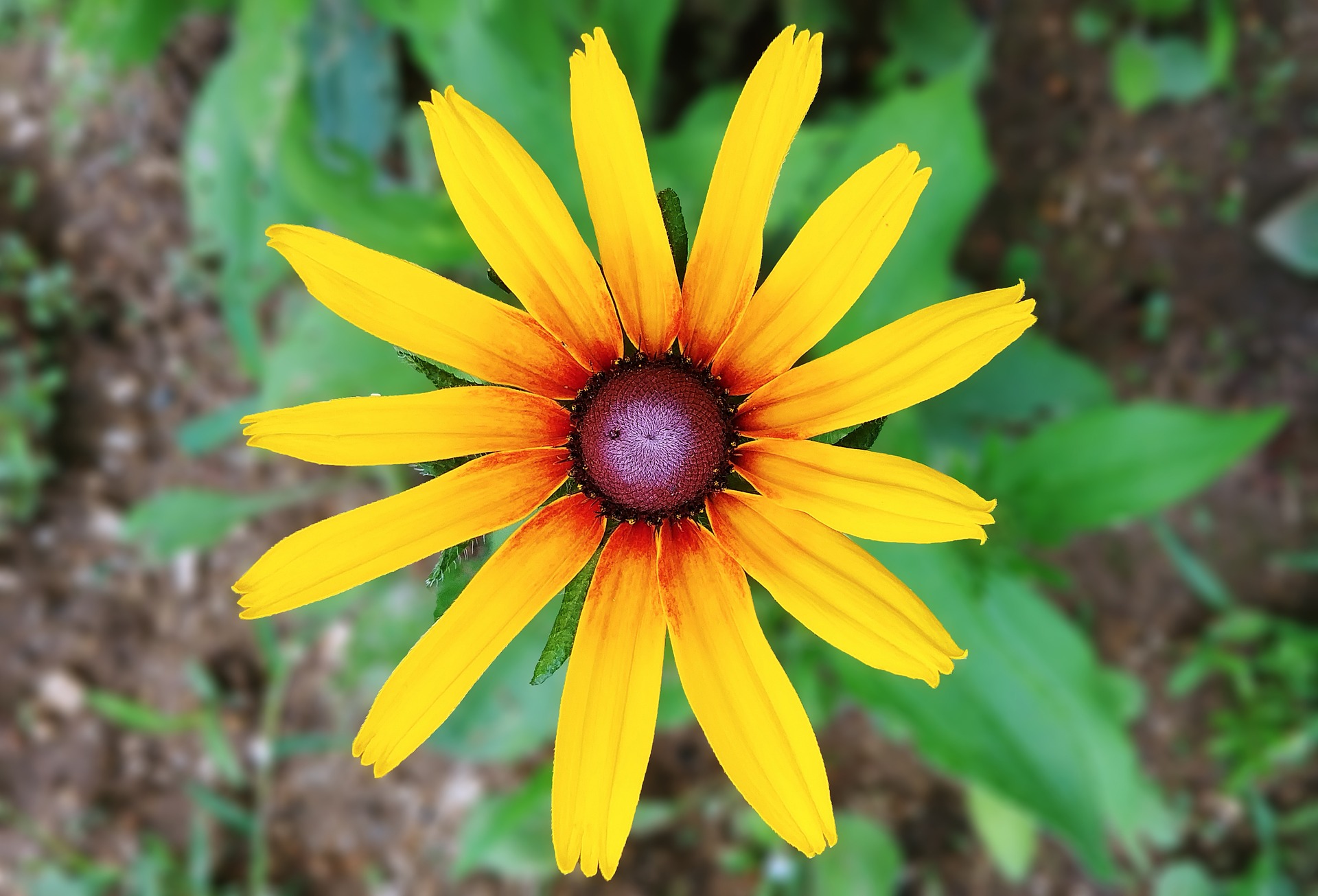 rudbeckia-3576149_1920.jpg