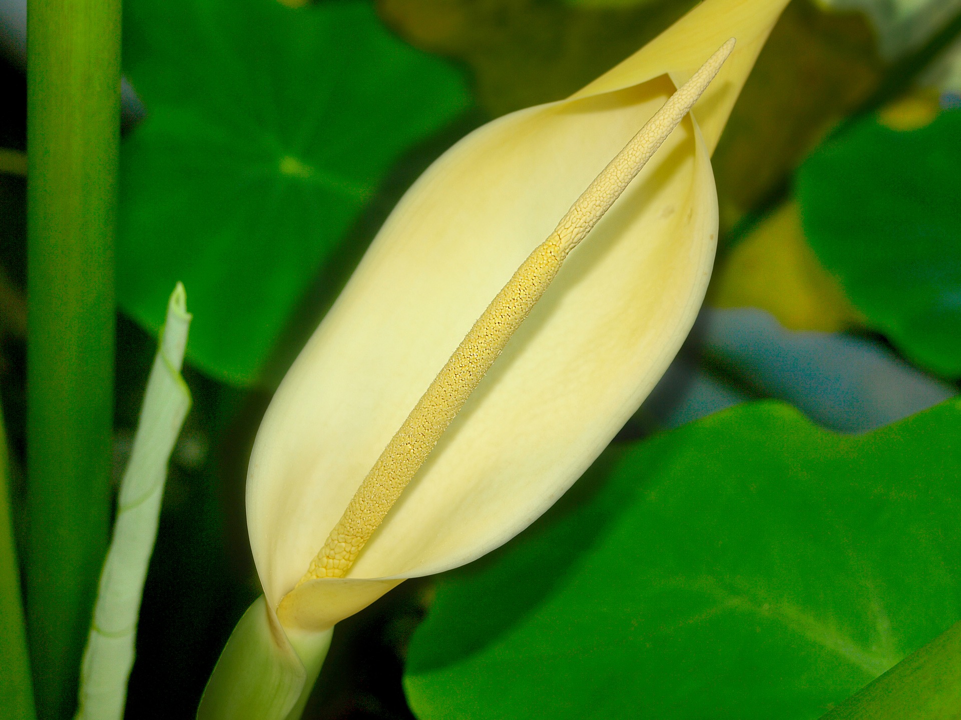 taro-flower-3684136_1920.jpg