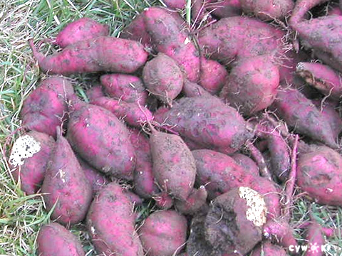 hb2861.jpg