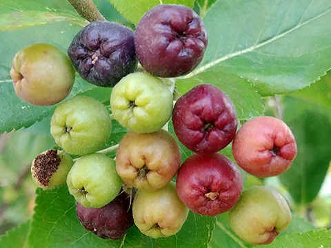 hb7553.jpg