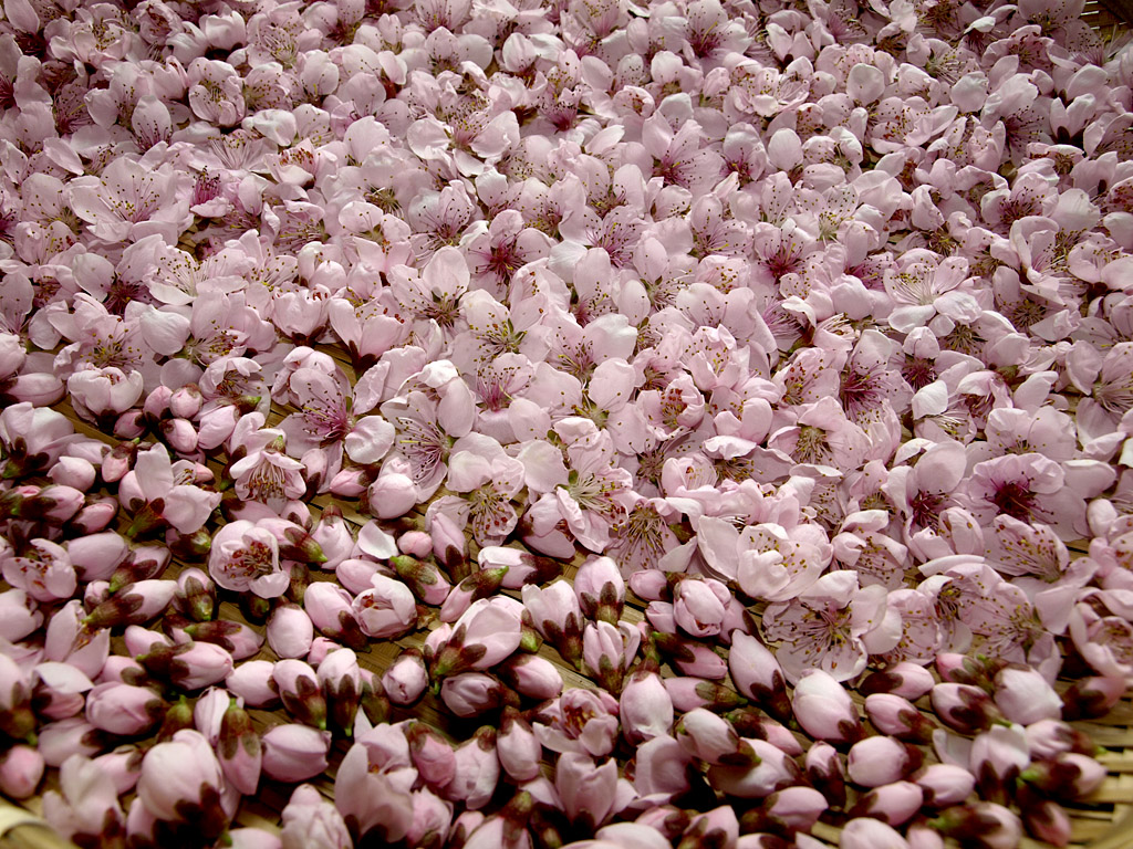 201104081.jpg