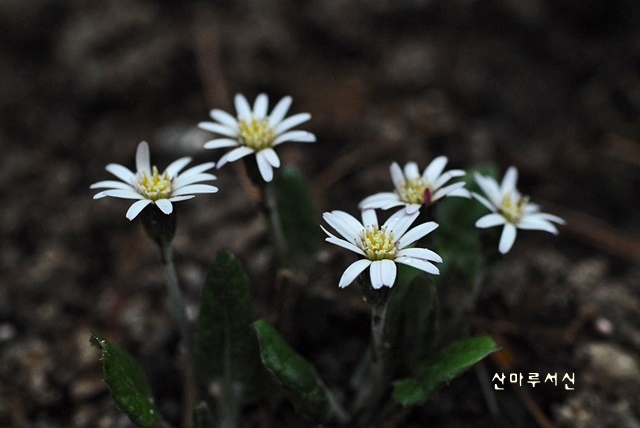 110442산마루서신용%20축소DSC_9056.jpg