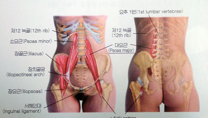 psoas_001.jpg