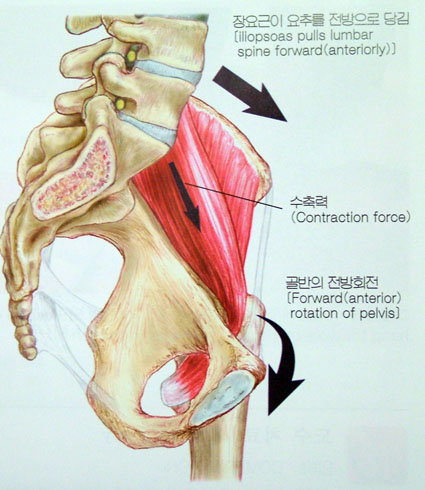 psoas_002.jpg