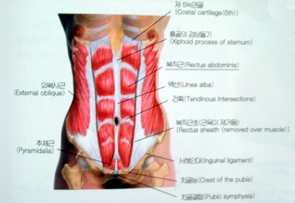 rectus_abdominis_001.jpg